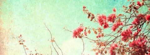 Header of alexamendoza