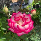 View babypeaches OnlyFans videos and photos for free 

 profile picture