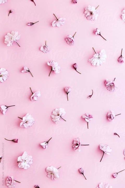 Header of cherry.blossomxo