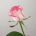 Onlyfans free content erotic_elea 

 profile picture