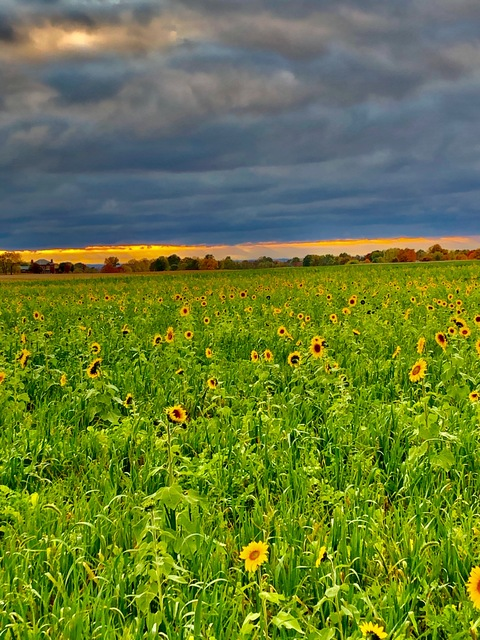 Header of farmgirlmfc