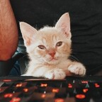 fosterkittendad (Foster Kitten Dad) free OnlyFans Leaked Videos and Pictures 

 profile picture