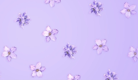 Header of lavendarbubbletea