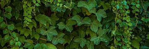 poisonivyoxox onlyfans leaked picture 1