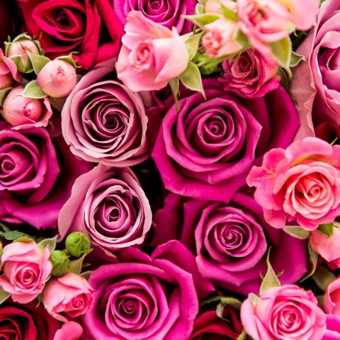 Header of reynaisabella1111