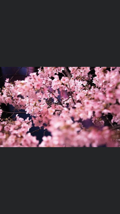 Header of rosebudd420