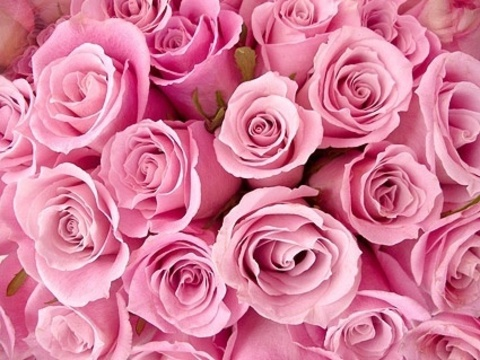 Header of rosey.roses