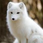 snowfox2020 OnlyFans Leaks 

 profile picture