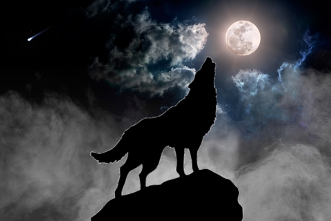 Header of wolfmoon8888vip