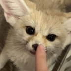 xowolffe OnlyFans Leak (92 Photos and 32 Videos) 

 profile picture